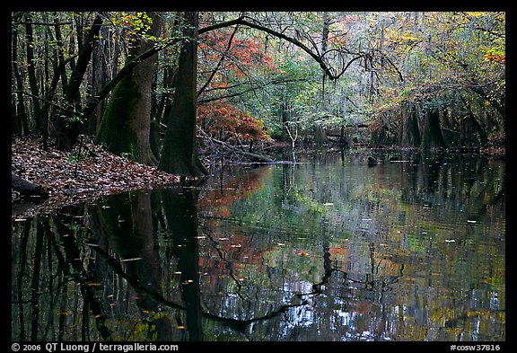 Arched branches and reflections in Cedar Creek. Congaree National Park (color)