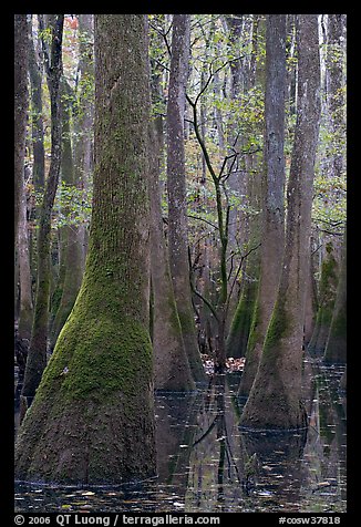 Young tree growing in swamp amongst old growth cypress and tupelo. Congaree National Park, South Carolina, USA.