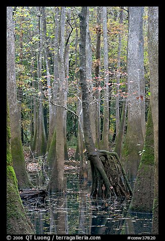 Walking tree in swamp. Congaree National Park, South Carolina, USA.