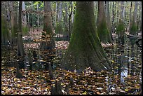 Cypress knees and trunks in swamp. Congaree National Park, South Carolina, USA.