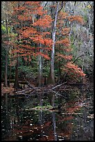 Bald cypress in fall colors and dark waters. Congaree National Park, South Carolina, USA.