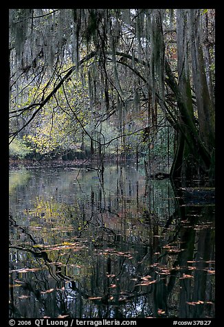 Branches with spanish moss reflected in Cedar Creek. Congaree National Park (color)