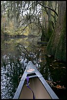 Canoe prow and swamp trees growing at the base of Cedar Creek. Congaree National Park, South Carolina, USA. (color)
