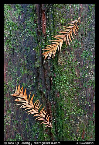 Close-up of fallen cypress needles on trunk. Congaree National Park, South Carolina, USA.
