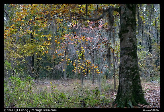 Tree with leaves in autum colors. Congaree National Park, South Carolina, USA.