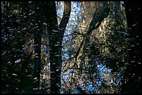 Reflections and falling leaves in creek. Congaree National Park ( color)