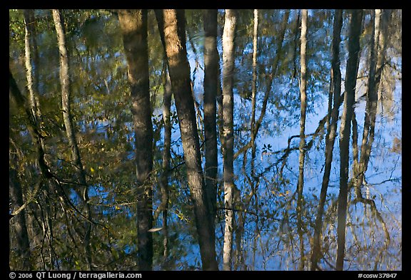 Cypress trees reflected in swamp. Congaree National Park, South Carolina, USA.