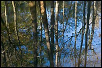 Cypress trees reflected in swamp. Congaree National Park, South Carolina, USA. (color)