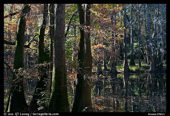 Cypress and Wise Lake on a sunny day. Congaree National Park, South Carolina, USA.