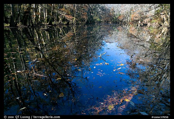 Fallen leaves and reflections in Wise Lake. Congaree National Park (color)