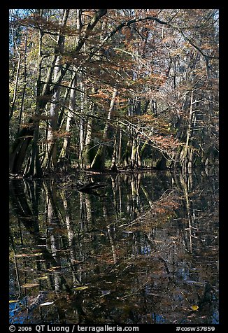 Trees and reflections, Wise Lake. Congaree National Park (color)