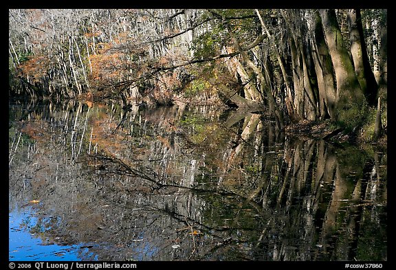 Reflections, Wise Lake. Congaree National Park (color)