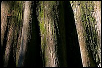Close-up of buttressed base of bald cypress. Congaree National Park, South Carolina, USA. (color)
