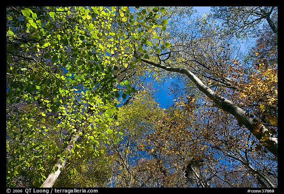 Bright leaves looking up floodplain deciduous forest. Congaree National Park, South Carolina, USA.