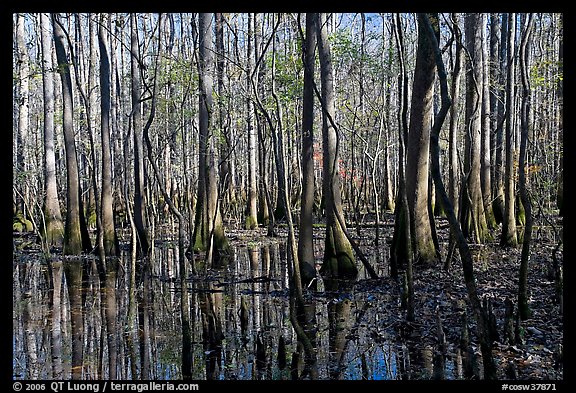 Floodplain trees growing out of swamp on a sunny day. Congaree National Park (color)