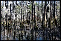 Floodplain trees growing out of swamp on a sunny day. Congaree National Park, South Carolina, USA. (color)