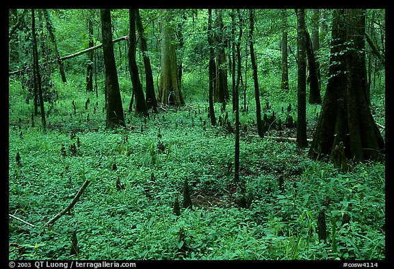 Cypress and undergrowth with knees in summer. Congaree National Park, South Carolina, USA.