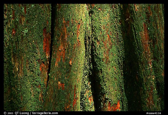 Cypress trunk detail. Congaree National Park (color)