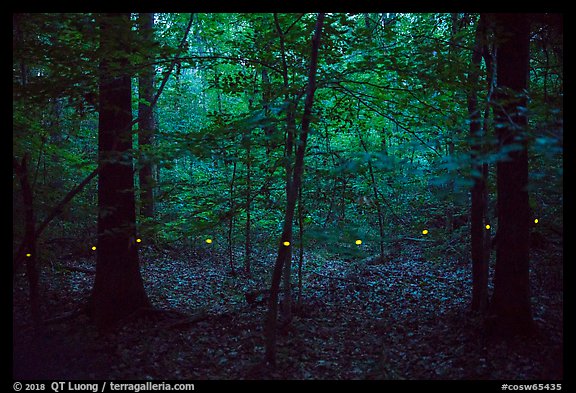 Light trail of a single firefly. Congaree National Park, South Carolina, USA.