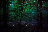 Fireflies. Congaree National Park, South Carolina, USA.