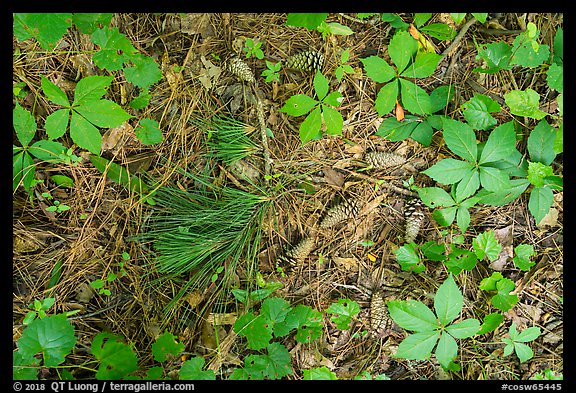 Close-up of fallen pine needles, cones, and forest undergrowth. Congaree National Park, South Carolina, USA.