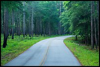 National Park Road. Congaree National Park, South Carolina, USA.