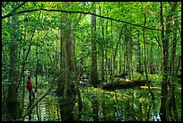 Visitor looking, flooded forest in summer. Congaree National Park, South Carolina, USA.
