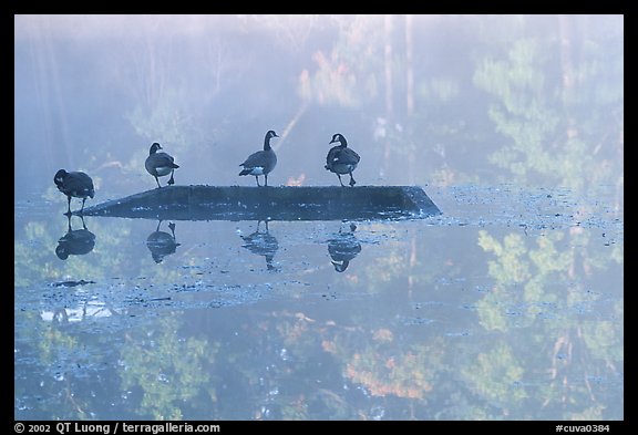 Geese and misty reflections on Kendall Lake. Cuyahoga Valley National Park, Ohio, USA.