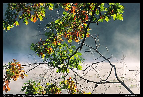 Branches, leaves, and mist, Kendall Lake. Cuyahoga Valley National Park, Ohio, USA.