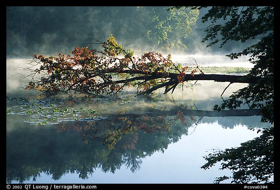 Fallen tree and mist, Kendal lake. Cuyahoga Valley National Park, Ohio, USA.