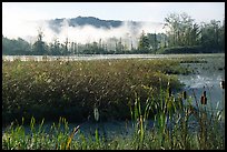 The beaver marsh, early morning. Cuyahoga Valley National Park, Ohio, USA.