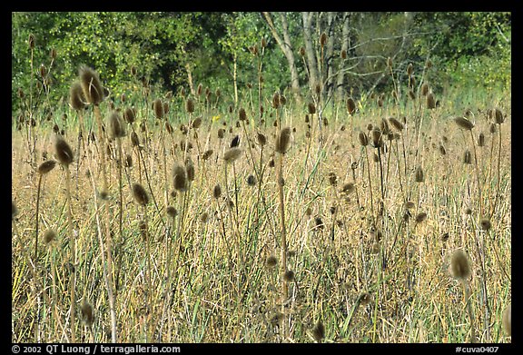 Thistles. Cuyahoga Valley National Park (color)
