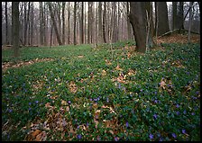 Myrtle flowers on forest floor in early spring, Brecksville Reservation. Cuyahoga Valley National Park, Ohio, USA.