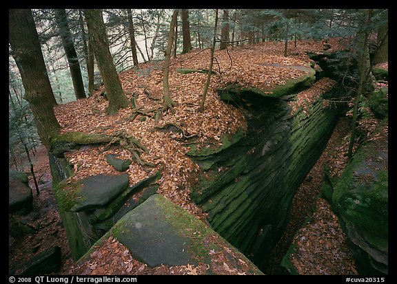 Sandstone cracks, moss, fallen leaves, and trees with bare roots. Cuyahoga Valley National Park, Ohio, USA.