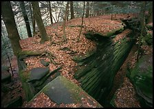 Sandstone cracks, moss, fallen leaves, and trees with bare roots, The Ledges. Cuyahoga Valley National Park, Ohio, USA.