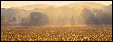 Sunrays in distant mist above field. Cuyahoga Valley National Park (Panoramic color)