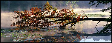 Fallen tree in lake with mist raising. Cuyahoga Valley National Park (Panoramic color)