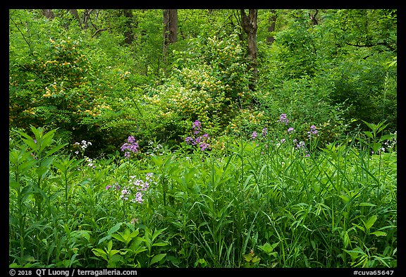 Wildflowers and blooms in summer. Cuyahoga Valley National Park (color)