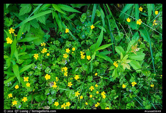 Close-up of plants and wildflowers. Cuyahoga Valley National Park, Ohio, USA.