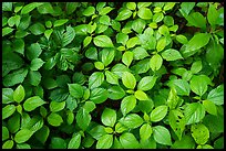 Close-up of undergrowth leaves, Bedford Reservation. Cuyahoga Valley National Park ( color)