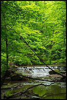 Cascade in forest, Deerlick Creek, Bedford Reservation. Cuyahoga Valley National Park ( color)