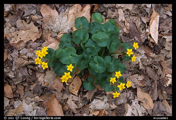Close up of Marsh Marigold (Caltha palustris) growing amidst fallen leaves. Cuyahoga Valley National Park, Ohio, USA.