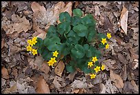 Marsh marigold (Caltha palustris) growing amidst fallen leaves. Cuyahoga Valley National Park, Ohio, USA. (color)