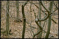 Barren trees and fallen leaves on hillside. Cuyahoga Valley National Park, Ohio, USA. (color)
