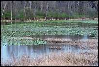 Beaver Marsh in spring. Cuyahoga Valley National Park, Ohio, USA.