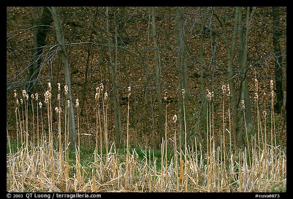 Cattails and trees, early spring. Cuyahoga Valley National Park (color)