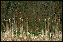 Cattails and trees, early spring. Cuyahoga Valley National Park, Ohio, USA.