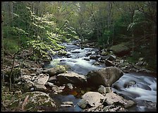 Spring scene of dogwood trees next to river flowing over boulders, Treemont, Tennessee. Great Smoky Mountains National Park ( color)