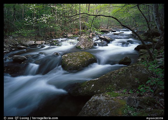 Arching dogwood in bloom over the Middle Prong of the Little River, Tennessee. Great Smoky Mountains National Park, USA.