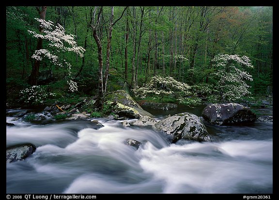 Three dogwoods with blossoms, boulders, flowing water, Middle Prong of the Little River, Tennessee. Great Smoky Mountains National Park, USA.